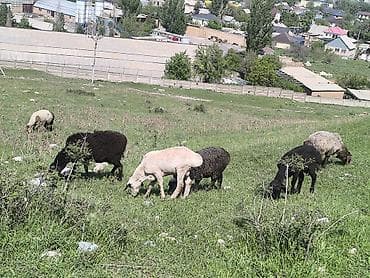 куры живые: Продаю | Овца (самка) | Для разведения | Матка — 3