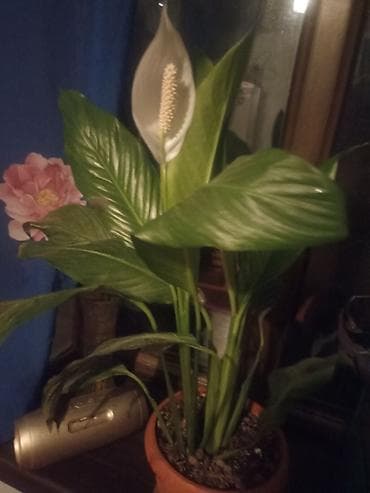 кальций для животных: Пр-ся комн цветок споцефиллиум — 1