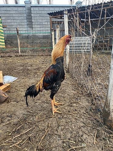 Продаю | Петух | Бойцовая | Для разведения, Для боев
