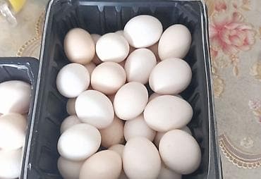 продаю кур несушек: Продаю | Куры, Петух — 5