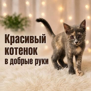3 месяца, Девочка