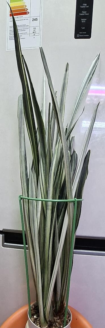 кен булун: Сансевиерия (Sansevieria) Бентал Сенсейшен вариегатная, узколистная — 1