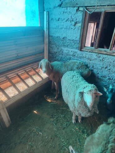 Другие животные: Саан эчкилер сатылат — 2