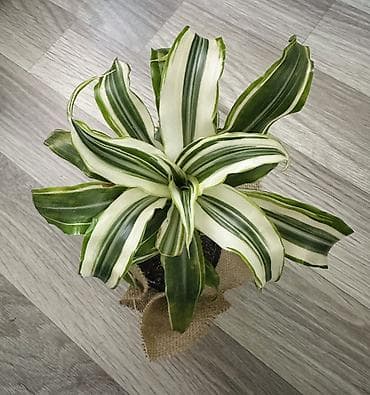 Драцена деремская (вариагатная форма) в горшке. - Эффектная розетка