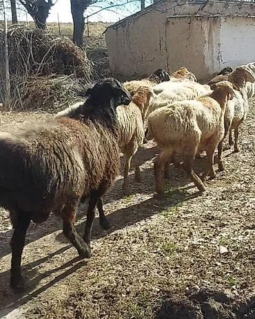 кошка каракол: Сатам | Ургаачы кой (ургаачы) | Көбөйтүү үчүн | Ургаачы — 1