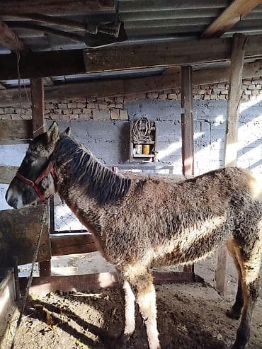 Животные: Продаю | Жеребенок | Рабочий — 1