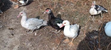 показы 1 354 72 договорная кошка даром британская короткошёрстная 1 год мальчик метис 2 позвонить написать: Продаю уток подростков очень дёшево от тяжёлой линии!Утки разных — 4