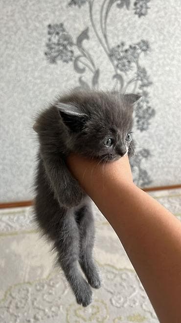 кошки жалал абад: Очаровательные котята домашнего помёта. ВЕСЛОУХАЯ 2000с ❗️❗️❗️❗️ - — 1