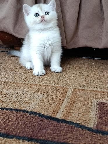 сиамская кошка цена бишкек: Шотландские котятавозраст полтора месяца .Готовы переехать в новые — 4