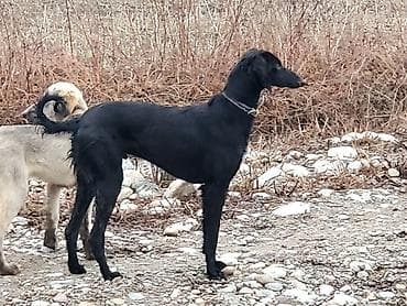 Иттер: Тайган, 11 айлык, Эркек, Эмделген — 6