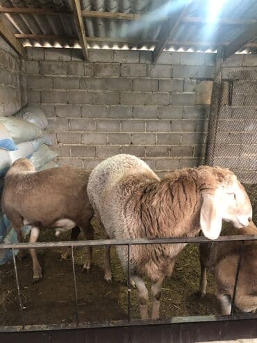 Кемирүүчүлөр: Сатам | Кочкор (эркек) | Көбөйтүү үчүн | Ургаачы — 6