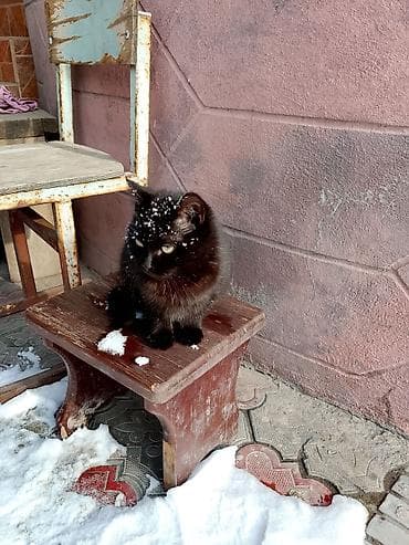 Кошка даром: Беспородная, 5 месяцев, Девочка, Приучена к лотку