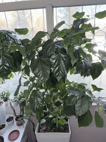 китайский роза: Крупное комнатное растение в кадке - Вид: гибискус (китайская роза) — 10