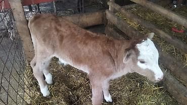 коровы симентал: Продаю | Тёлка | Полукровка | На откорм — 5