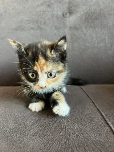 домик для кошки многоуровневый: 2 айлык, Эркек, Кызгыл сары — 8