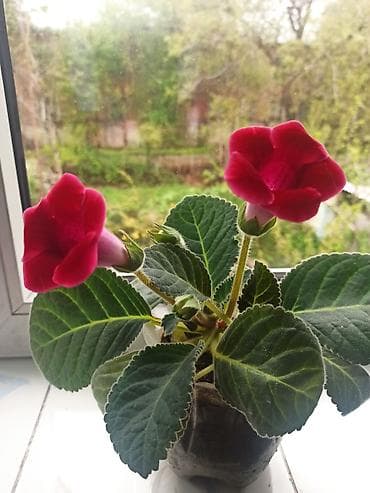 Фиалкалар жана глоксиниялар: Глоксиния с крупными бархатистыми цветками. Особенности: - Компактный — 1