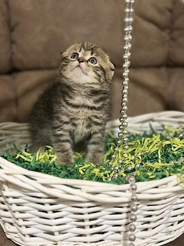 вислоухий шотландец: Скотиш Фолд (Шотландская вислоухая), 1 месяц, Девочка, Приучена к лотку — 7