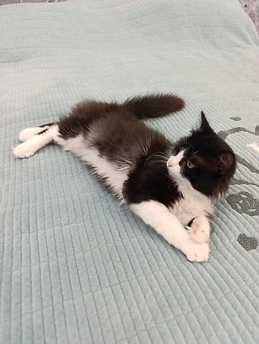 кошка котёнок: Кошка даром: Беспородная, 8 месяцев, Мальчик, Приучена к лотку, Проглистована, С прививками — 5