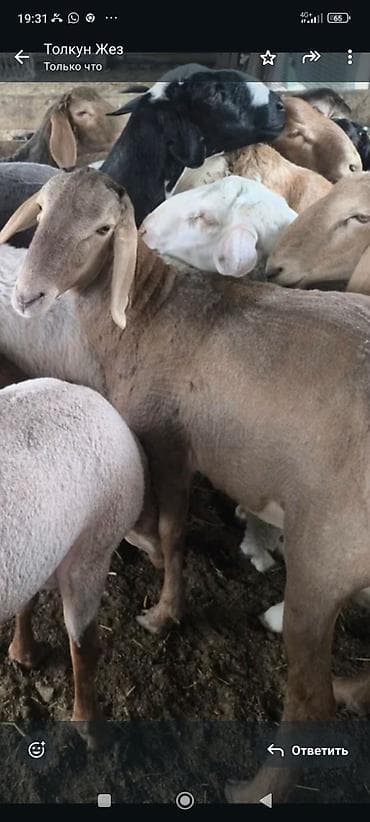 сено измельчител: Продаю | Овца (самка) | Для разведения | Ярка — 5