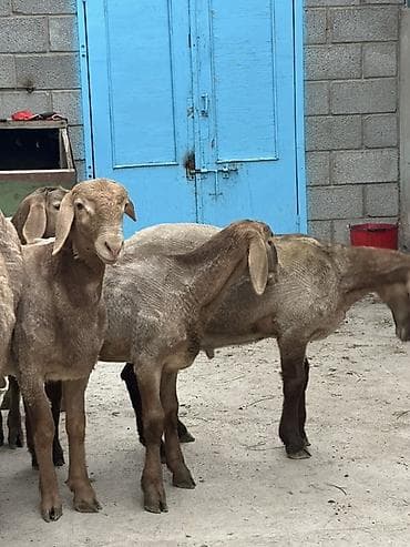 Айыл-чарба жаныбарлары: Сатам | Кочкор (эркек) | Арашан | Көбөйтүү үчүн | Ургаачы — 4