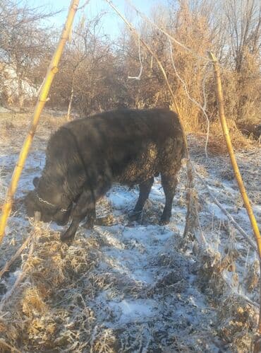 Продаю | Бык (самец) | Абердин-ангус | На откорм | Привязанные