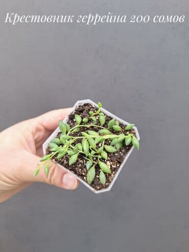 живые растения в аквариум купить: Комнатные растения, цветы (молодые растения, взрослые экземпляры). Не — 9