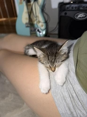 продается кошка: Кошка даром: Беспородная, 3 месяца, Девочка, Приучена к лотку — 1