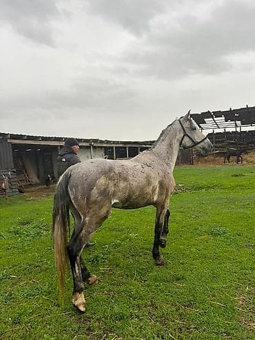 фазан птица: Продаю | Жеребец | Рабочий — 3