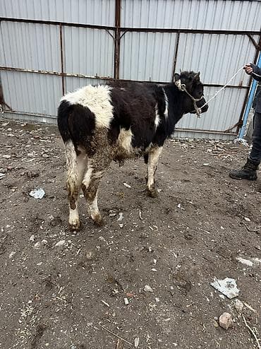 Аквариумдар: Сатам | Бука (эркек) | Көбөйтүү үчүн — 3