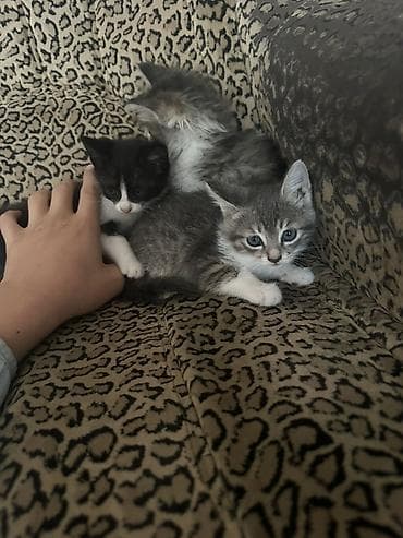 Очаровательные котята - Помёт из трёх малышей: серо-белый тигровый с — 1