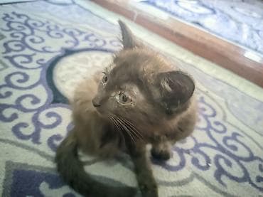 отдам котенка даром: Кошка даром: Беспородная, 2 месяца, Девочка, Приучена к лотку — 1