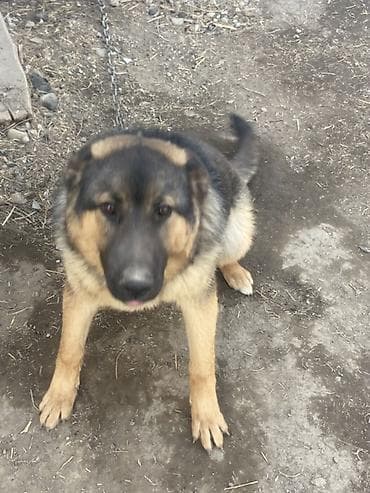 тайган собаки: Немецкая овчарка, взрослый кобель классического черно-подпалого — 1