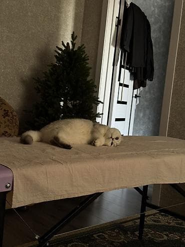 Отдам кошку в добрые руки бесплатно,также отдам миски,лоток,игрушки и at lalafo.kg Отдам кошку в добрые руки бесплатно,также отдам миски,лоток,игрушки и