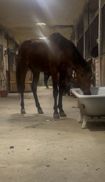 собака доберман сколько стоит: Продаю | Конь (самец) | Полукровка, Английская | Рабочий, Конный спорт — 2