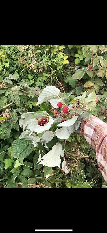 участок вдоль реки: 100 соток, Для сельского хозяйства, Красная книга — 8