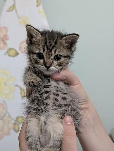 Скотиш Страйт (Шотландская прямоухая), 1 месяц, Девочка, Метис, Приучена к лотку