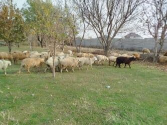 дом животных: Продаю | Овца (самка) | Полукровка | Для разведения | Кастрированные — 2