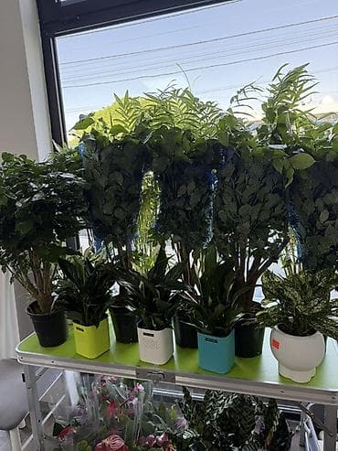 Бөлмө өсүмдүктөрү: Комнатные растения в декоративных горшках - Ассортимент: компактные — 1