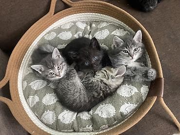 малинкие кошки: Котята в добрые и ответственные руки!!! Описание: - Возраст на фото — 1