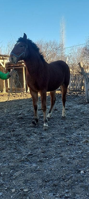 машинки для стрижки животных: Продаю | Кобыла (самка), Конь (самец), Жеребец — 2