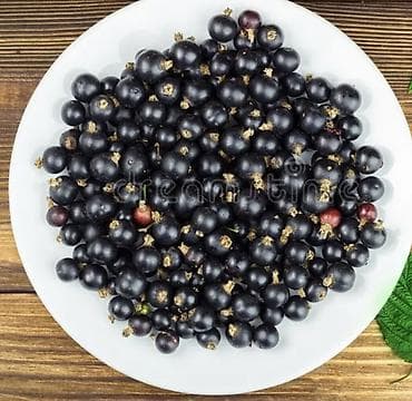 Находки, отдам даром: Черная смородина, свежесобранная ягода - Цельные ягоды глубокого — 1