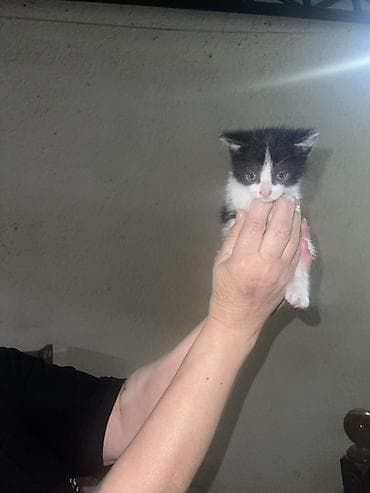 шотландская кошка: Котёнок, черно-белый, короткошёрстный. Особенности: - Окрас: белая — 2