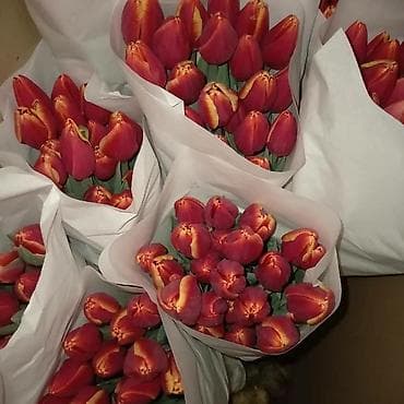 Тюльпаны Оптом и в Розницу от Поставщика! Мы являемься прямыми — 7