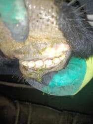 мышык кичинекей: Сатам | Уй (ургаачы) | Голштин | Көбөйтүү үчүн, Сүт алуу үчүн | Бооз — 6