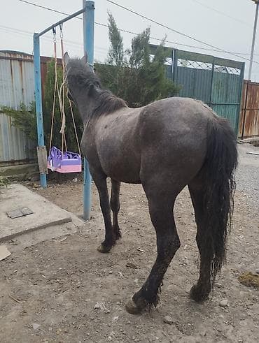 кобыла на забой: Продаю | Жеребец | На забой — 2