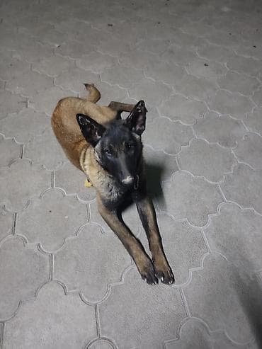 профессиональная дрессировка собак: Порода: бельгийская овчарка (малинуа) Родословный, есть все неоходимые — 2