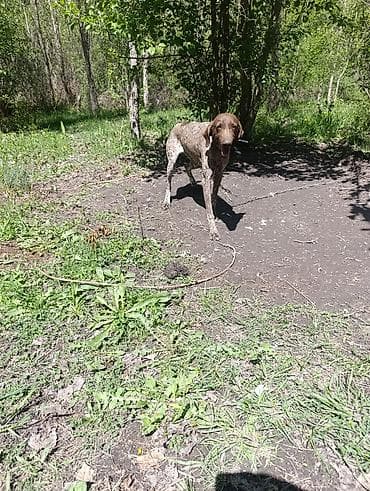 азият ит: Курцхаар, 6 месяцев, Самка — 4