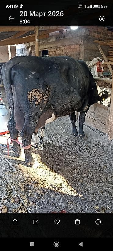 собаки бишкек: Продаю | Корова (самка) | Для разведения | Племенные — 1