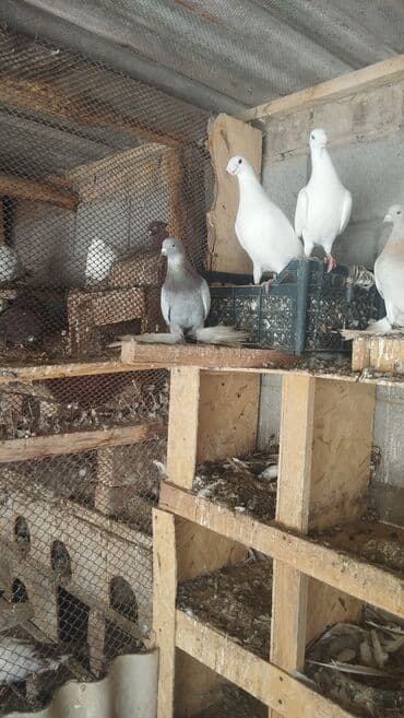Голуби декоративные, домашний голубятник. - Породы/типы: белые
