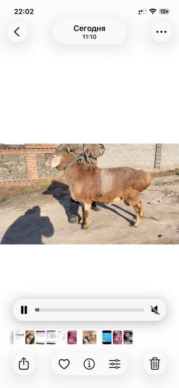 купить собаку доберман в бишкеке: Продаю | Баран (самец) | Арашан | Для разведения | Осеменитель — 2